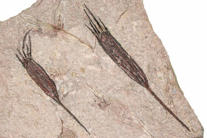 Eocrinoid (Ascocystites) Mortality Plate - Ordovician #376493